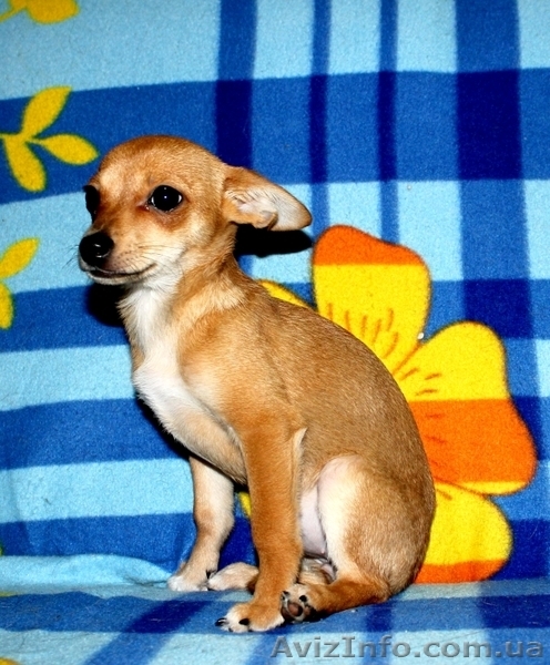 ВЕЛИКОЛЕПНЫЕ ЩЕНКИ ЧИХУАХУА И РУССКОГО ТОЙ-ТЕРЬЕРА ЖДУТ СВОИХ ХОЗЯЕВ!! - <ro>Изображение</ro><ru>Изображение</ru> #5, <ru>Объявление</ru> #476120