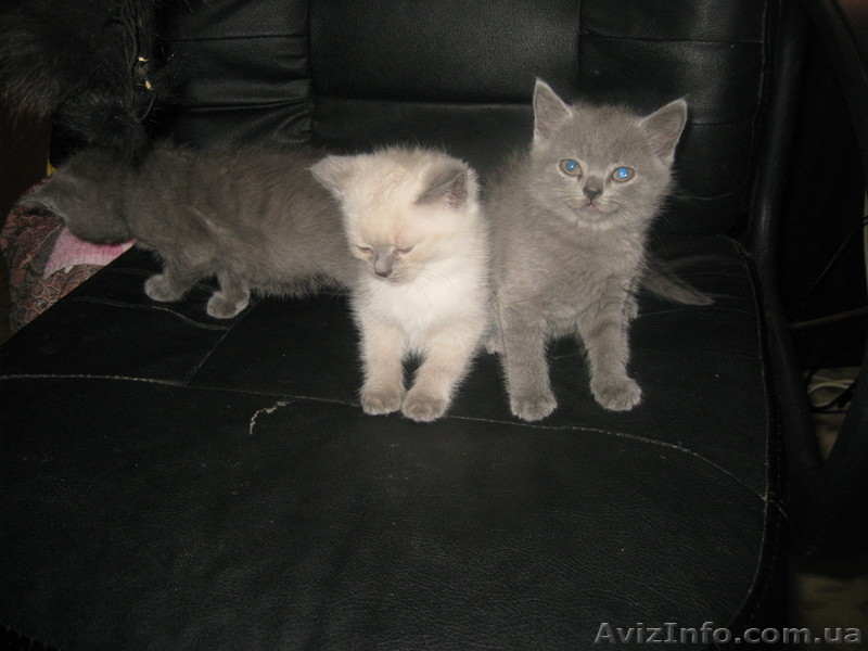 Британские колорпойнт и голубого окраса - <ro>Изображение</ro><ru>Изображение</ru> #2, <ru>Объявление</ru> #458569