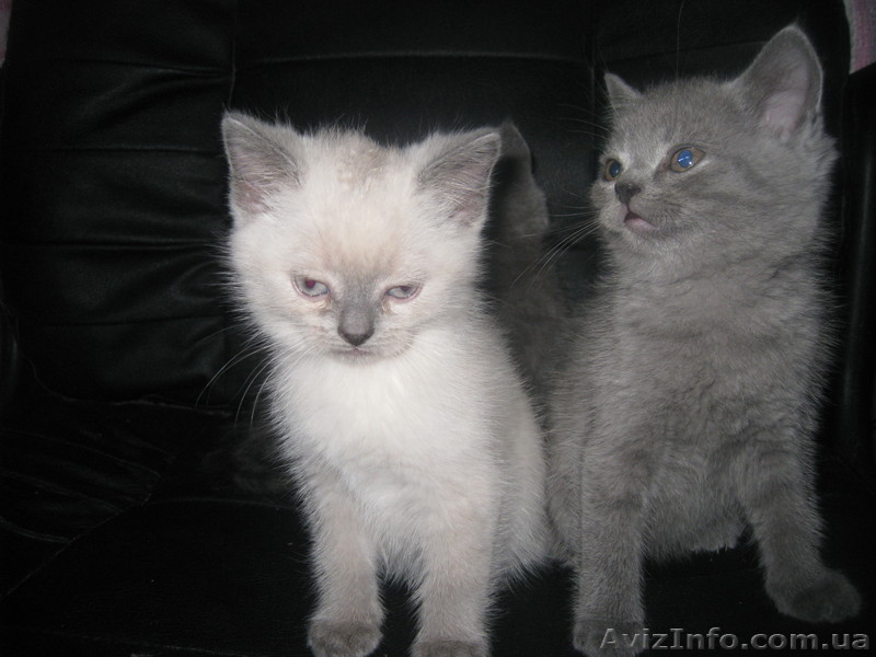 Британские колорпойнт и голубого окраса - <ro>Изображение</ro><ru>Изображение</ru> #1, <ru>Объявление</ru> #458569