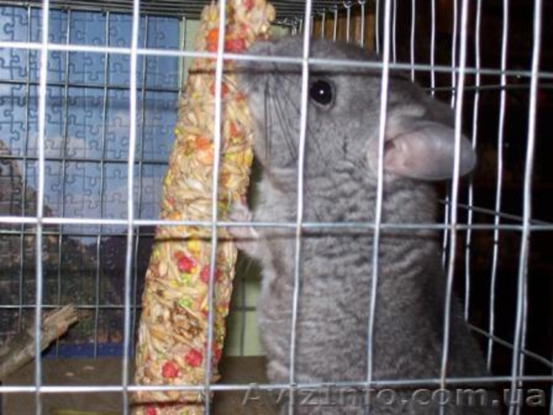 Продам шиншиллку-девочку - <ro>Изображение</ro><ru>Изображение</ru> #4, <ru>Объявление</ru> #476041