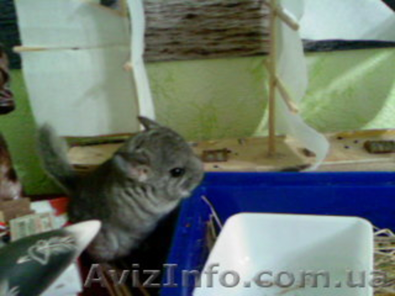 Продам шиншиллку-девочку - <ro>Изображение</ro><ru>Изображение</ru> #3, <ru>Объявление</ru> #476041