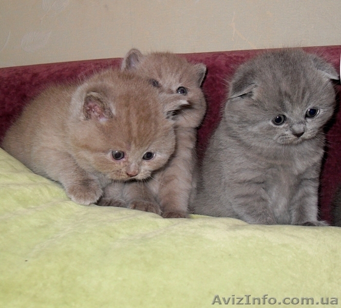 Элитные страйтики и изумительные скотиш фолды! - <ro>Изображение</ro><ru>Изображение</ru> #1, <ru>Объявление</ru> #476077