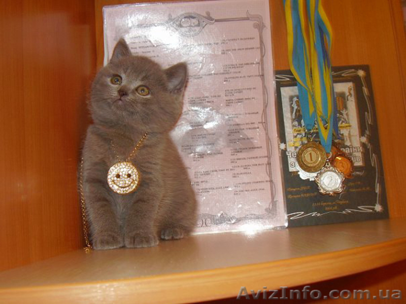 Элитные страйтики и изумительные скотиш фолды! - <ro>Изображение</ro><ru>Изображение</ru> #3, <ru>Объявление</ru> #476077