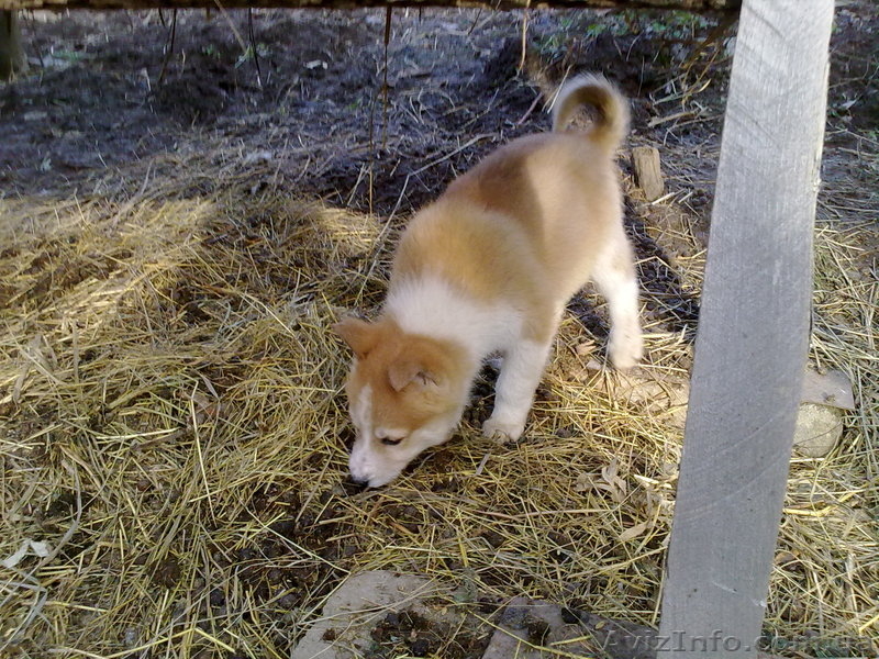 Щенки западно-сибирской лайки Донецкая обл - <ro>Изображение</ro><ru>Изображение</ru> #1, <ru>Объявление</ru> #495115