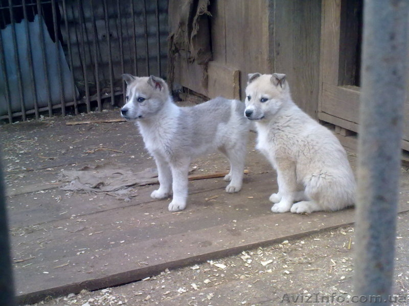 Щенки западно-сибирской лайки Донецкая обл - <ro>Изображение</ro><ru>Изображение</ru> #2, <ru>Объявление</ru> #495115
