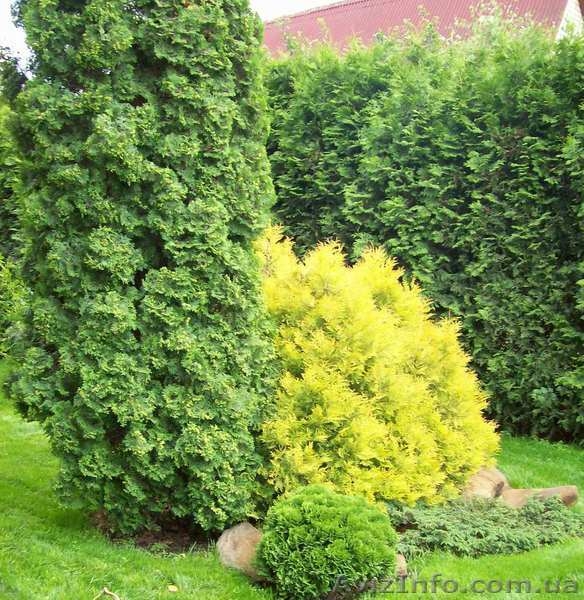 обрезка и уход за садом - <ro>Изображение</ro><ru>Изображение</ru> #4, <ru>Объявление</ru> #518337