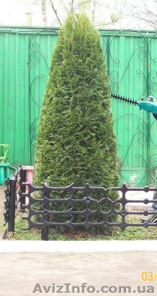 обрезка и уход за садом - <ro>Изображение</ro><ru>Изображение</ru> #2, <ru>Объявление</ru> #518337