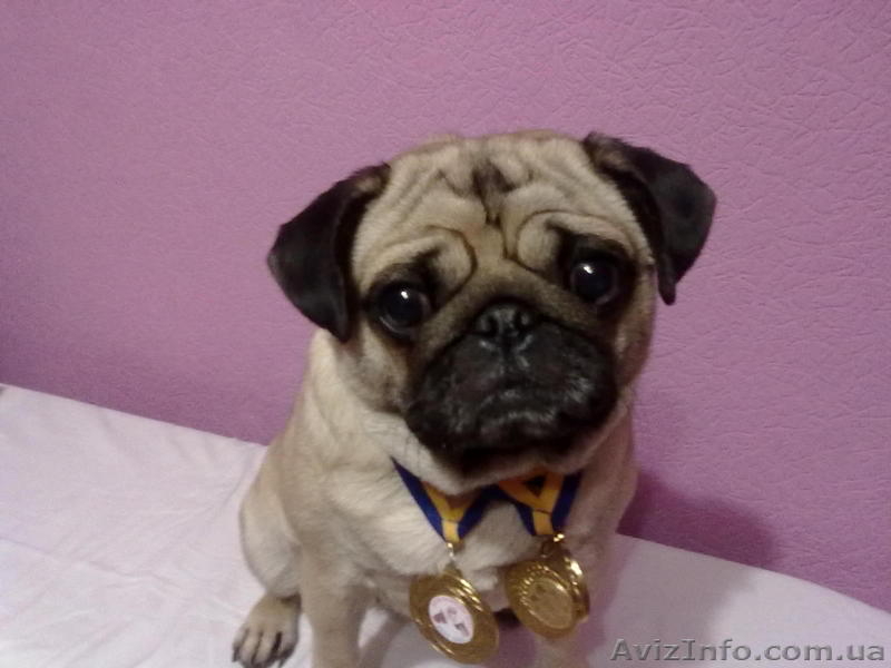 Продам щенков мопса.Родословная, титулованные родители. - <ro>Изображение</ro><ru>Изображение</ru> #4, <ru>Объявление</ru> #489517