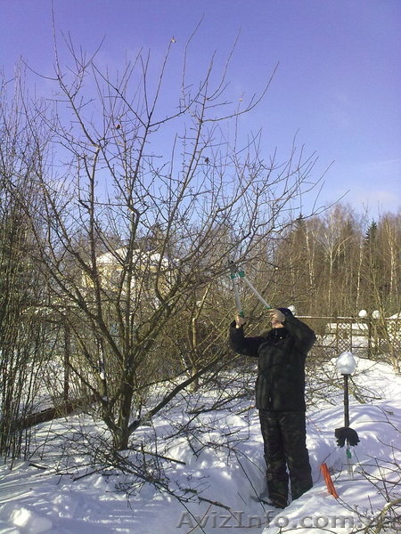 обрезка и уход за садом - <ro>Изображение</ro><ru>Изображение</ru> #1, <ru>Объявление</ru> #518337