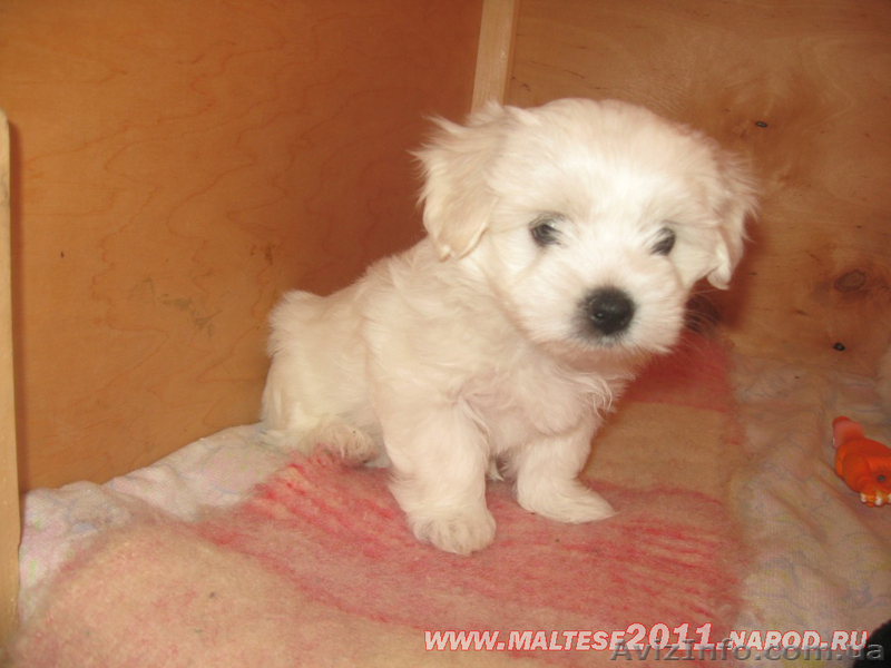 Продаються щенки мальтийской болонки (мальтезе) - <ro>Изображение</ro><ru>Изображение</ru> #4, <ru>Объявление</ru> #508023