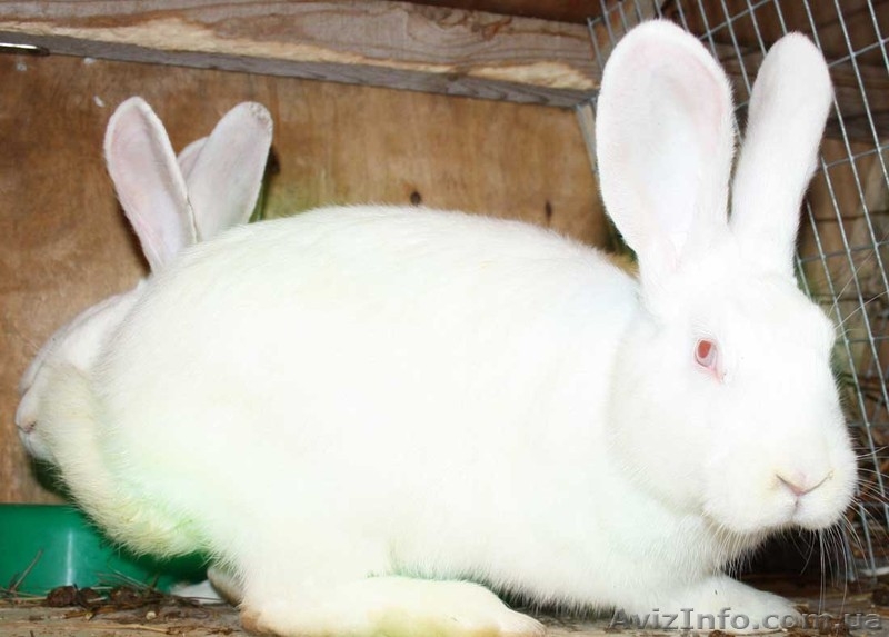 Бельгийский фландр и белый паннон  - <ro>Изображение</ro><ru>Изображение</ru> #1, <ru>Объявление</ru> #502087