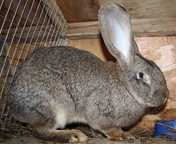 Бельгийский фландр и белый паннон  - <ro>Изображение</ro><ru>Изображение</ru> #3, <ru>Объявление</ru> #502087