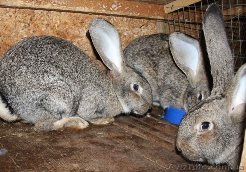 Бельгийский фландр и белый паннон  - <ro>Изображение</ro><ru>Изображение</ru> #4, <ru>Объявление</ru> #502087