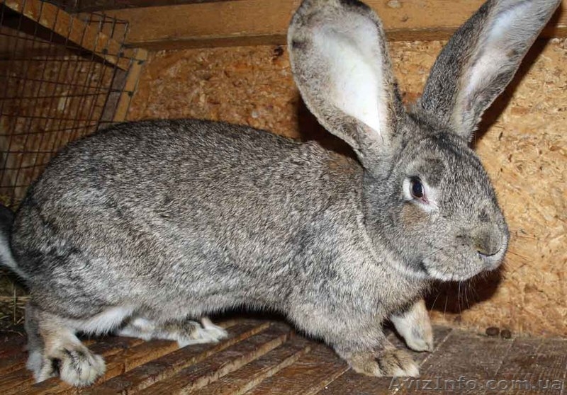 Бельгийский фландр и белый паннон  - <ro>Изображение</ro><ru>Изображение</ru> #6, <ru>Объявление</ru> #502087