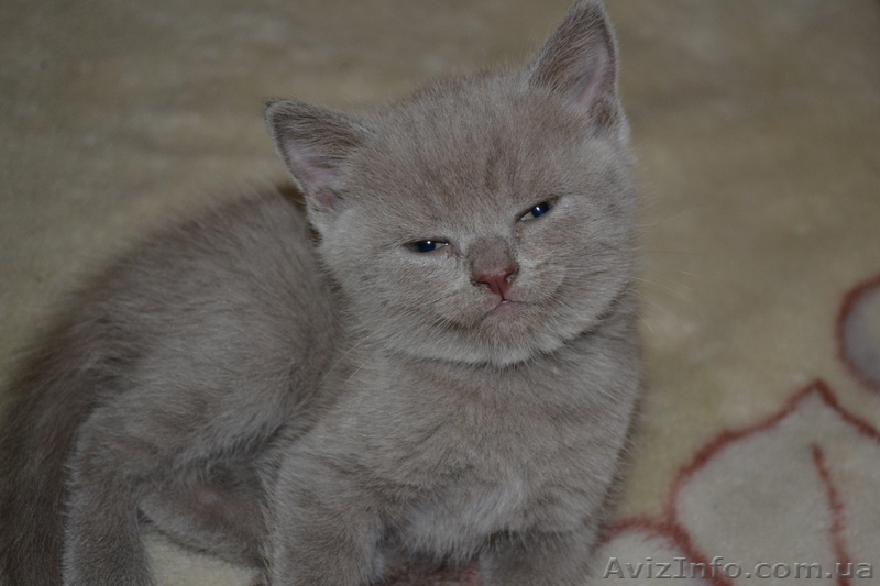 Продам очаровательных плюшевых котят - <ro>Изображение</ro><ru>Изображение</ru> #6, <ru>Объявление</ru> #515629