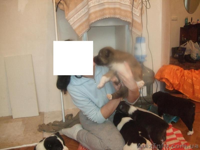 Продам щенков среднеазиатской овчарки Срочно - <ro>Изображение</ro><ru>Изображение</ru> #1, <ru>Объявление</ru> #486571