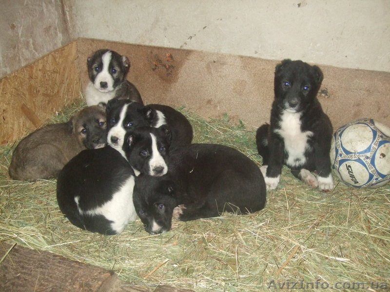 Продам щенков среднеазиатской овчарки Срочно - <ro>Изображение</ro><ru>Изображение</ru> #3, <ru>Объявление</ru> #486571