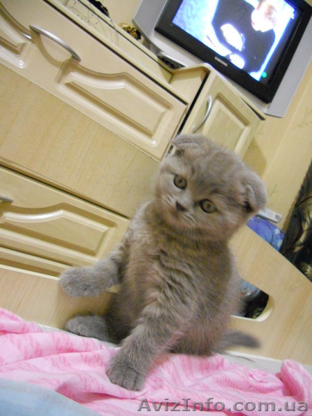 Вислоухие девочки - <ro>Изображение</ro><ru>Изображение</ru> #5, <ru>Объявление</ru> #486093