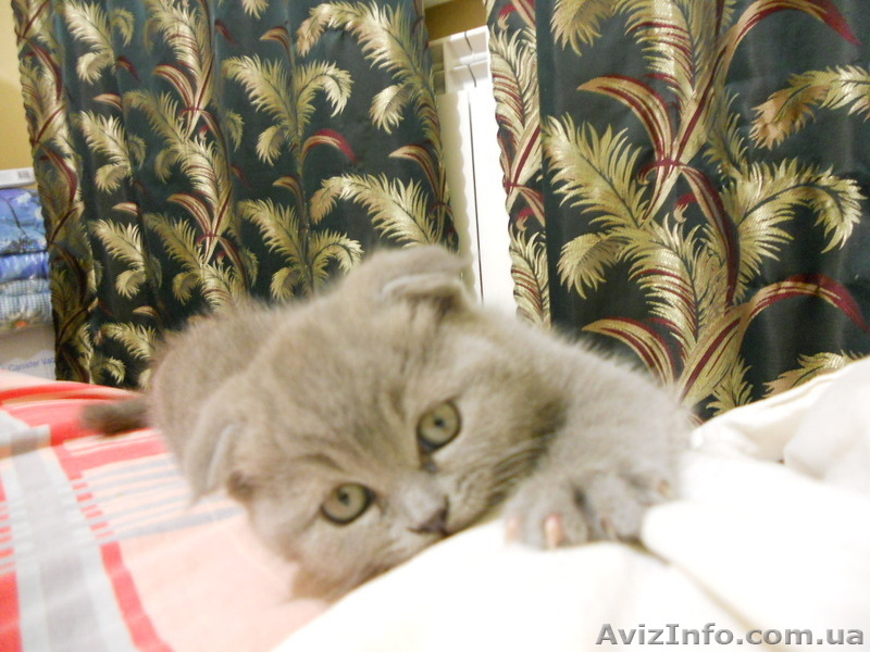 Вислоухие девочки - <ro>Изображение</ro><ru>Изображение</ru> #4, <ru>Объявление</ru> #486093