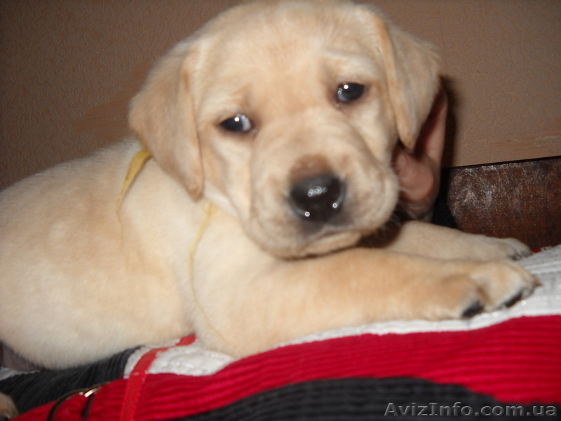  лабрадор, продажа щенков - <ro>Изображение</ro><ru>Изображение</ru> #2, <ru>Объявление</ru> #473705