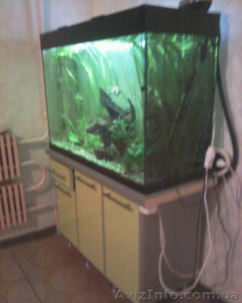Продам живой аквариум с тумбой - <ro>Изображение</ro><ru>Изображение</ru> #4, <ru>Объявление</ru> #496101