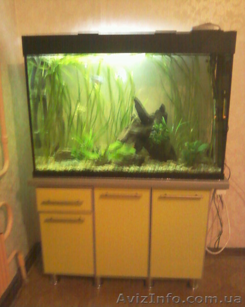 Продам живой аквариум с тумбой - <ro>Изображение</ro><ru>Изображение</ru> #3, <ru>Объявление</ru> #496101