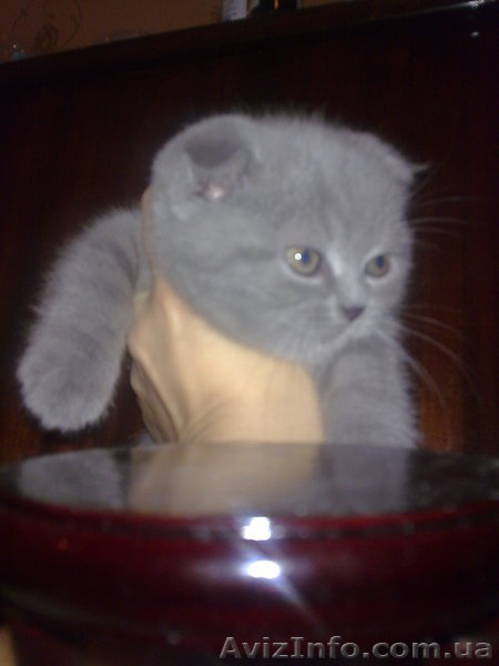 Вислоухие девочки - <ro>Изображение</ro><ru>Изображение</ru> #1, <ru>Объявление</ru> #486093