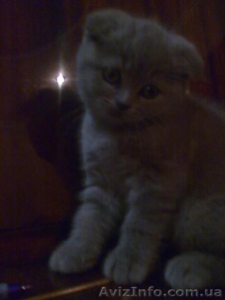 Вислоухие девочки - <ro>Изображение</ro><ru>Изображение</ru> #3, <ru>Объявление</ru> #486093