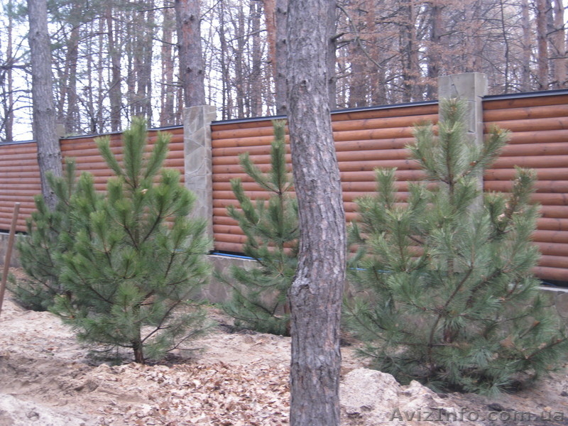 Ель голубая ель зеленая сосна крымская - <ro>Изображение</ro><ru>Изображение</ru> #3, <ru>Объявление</ru> #508653