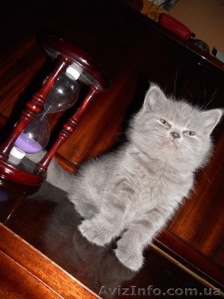 Вислоухие девочки - <ro>Изображение</ro><ru>Изображение</ru> #6, <ru>Объявление</ru> #486093