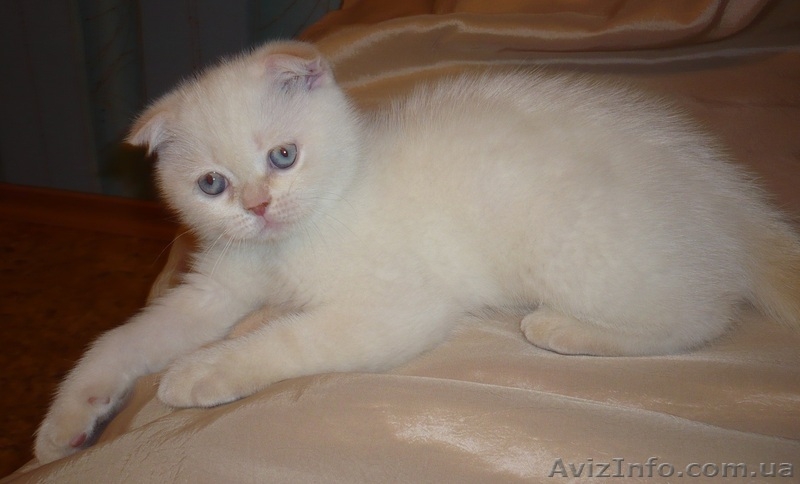 Вислоухие британские котята редких окресов - <ro>Изображение</ro><ru>Изображение</ru> #2, <ru>Объявление</ru> #485187