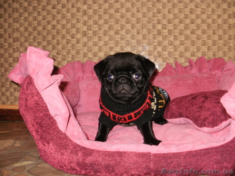 Продам щенка мопса чёрного окраса не дорого - <ro>Изображение</ro><ru>Изображение</ru> #2, <ru>Объявление</ru> #496645