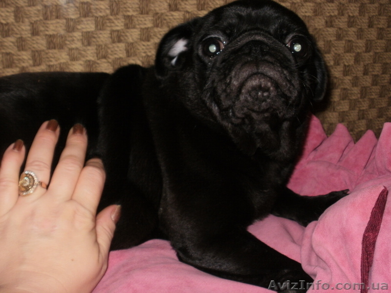 Продам щенка мопса чёрного окраса не дорого - <ro>Изображение</ro><ru>Изображение</ru> #1, <ru>Объявление</ru> #496645