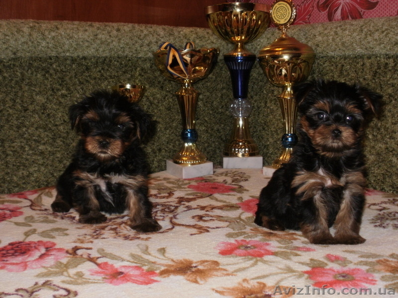 продам щенкой йоркширского терьера - <ro>Изображение</ro><ru>Изображение</ru> #1, <ru>Объявление</ru> #496648
