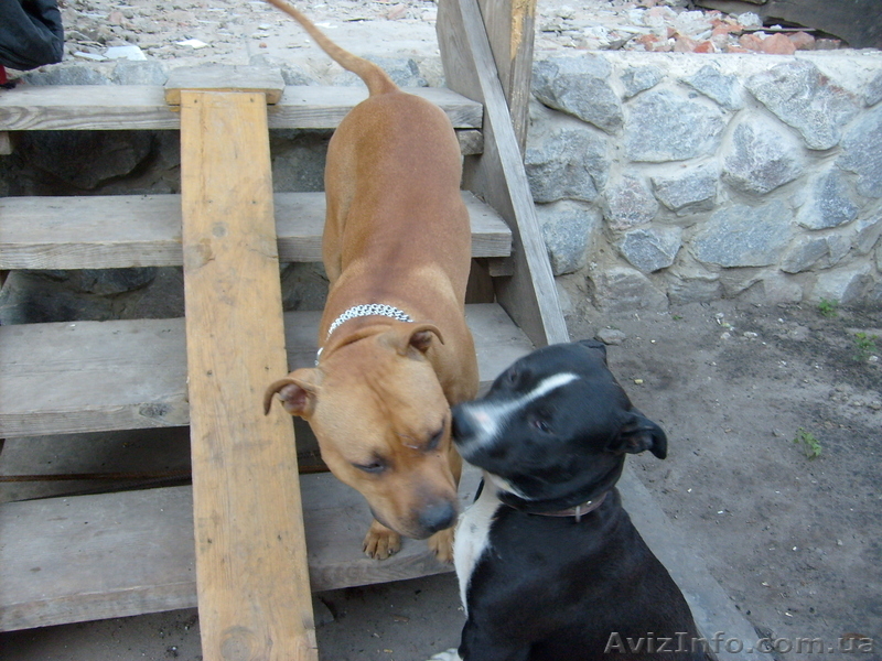 Мерефа Наташа 0990152430 Саша 0953083923 - <ro>Изображение</ro><ru>Изображение</ru> #2, <ru>Объявление</ru> #497566