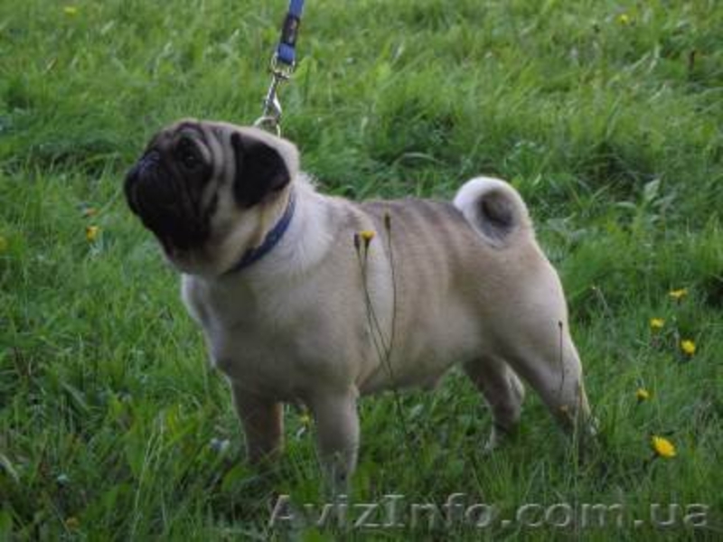 Продам щенков мопса.Родословная, титулованные родители. - <ro>Изображение</ro><ru>Изображение</ru> #1, <ru>Объявление</ru> #489517