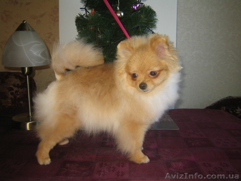 мальчик. померанского шпица. Документы КСУ - <ro>Изображение</ro><ru>Изображение</ru> #2, <ru>Объявление</ru> #543726