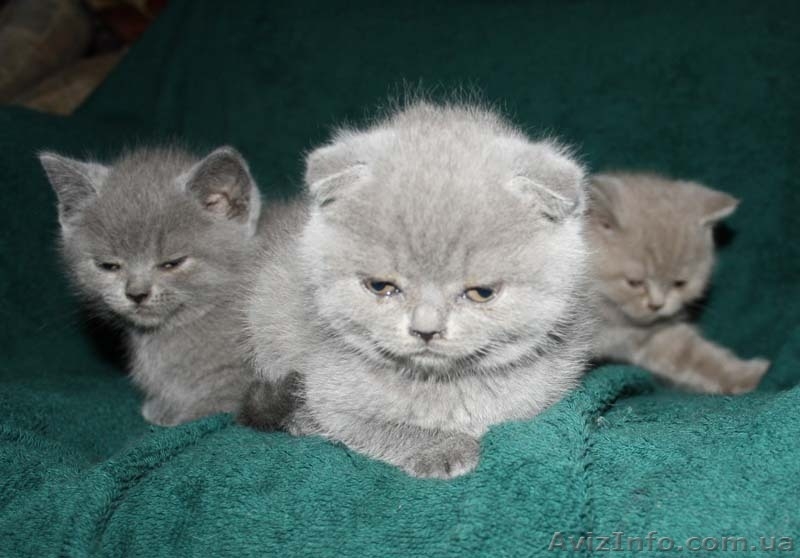 Шотландская плюшевая кошечка скоттиш фолд - <ro>Изображение</ro><ru>Изображение</ru> #2, <ru>Объявление</ru> #540878