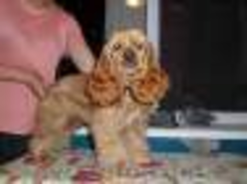 стрижка кроликов кошек и собак - <ro>Изображение</ro><ru>Изображение</ru> #1, <ru>Объявление</ru> #539563