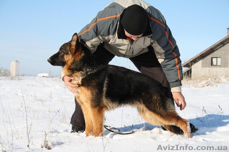 немецкая овчаркa,продам - <ro>Изображение</ro><ru>Изображение</ru> #2, <ru>Объявление</ru> #109343