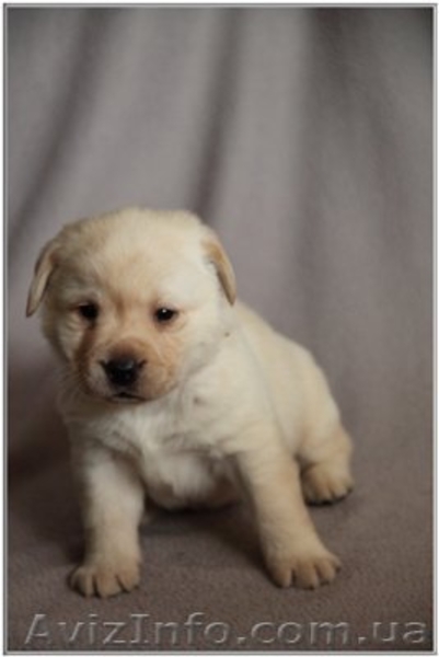Лабрадор ретривер. Перспективные щенки - <ro>Изображение</ro><ru>Изображение</ru> #2, <ru>Объявление</ru> #543128