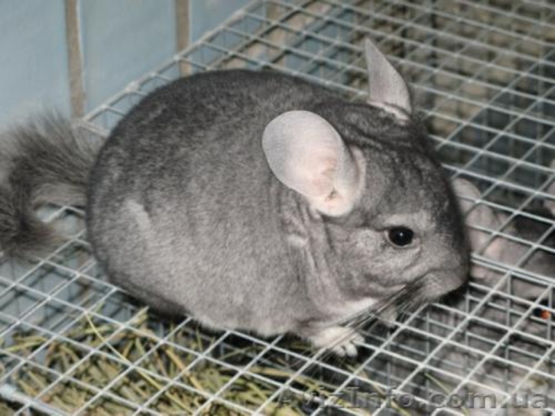 Шиншиллы домашнего разведения - <ro>Изображение</ro><ru>Изображение</ru> #2, <ru>Объявление</ru> #531672