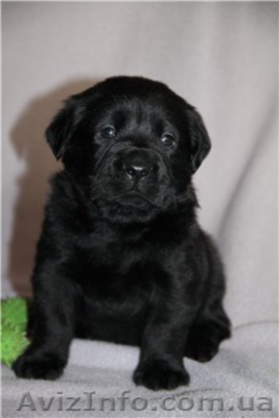 Лабрадор ретривер. Перспективные щенки - <ro>Изображение</ro><ru>Изображение</ru> #3, <ru>Объявление</ru> #543128