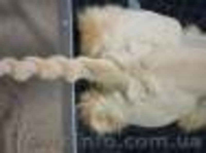 стрижка кроликов кошек и собак - <ro>Изображение</ro><ru>Изображение</ru> #3, <ru>Объявление</ru> #539563