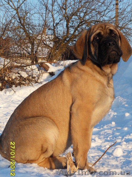 Продам щенка английского мастифа - <ro>Изображение</ro><ru>Изображение</ru> #1, <ru>Объявление</ru> #558447