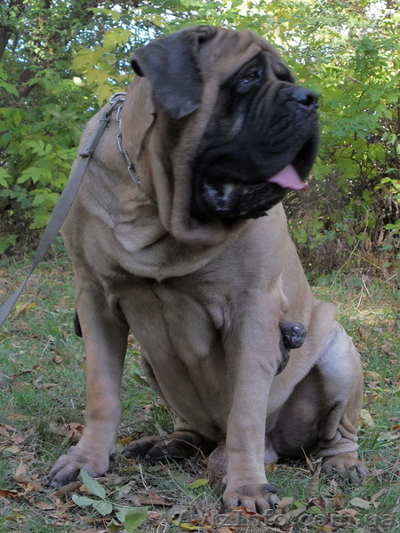 Продам щенка английского мастифа - <ro>Изображение</ro><ru>Изображение</ru> #3, <ru>Объявление</ru> #558447