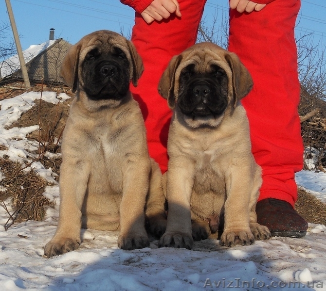 Продам английского мастифа - <ro>Изображение</ro><ru>Изображение</ru> #1, <ru>Объявление</ru> #558472