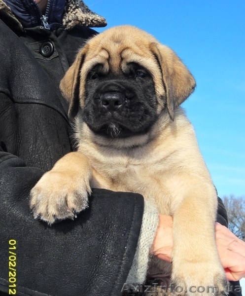 Продам английского мастифа - <ro>Изображение</ro><ru>Изображение</ru> #2, <ru>Объявление</ru> #558472