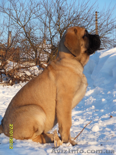 Продам щенка английского мастифа - <ro>Изображение</ro><ru>Изображение</ru> #5, <ru>Объявление</ru> #558447