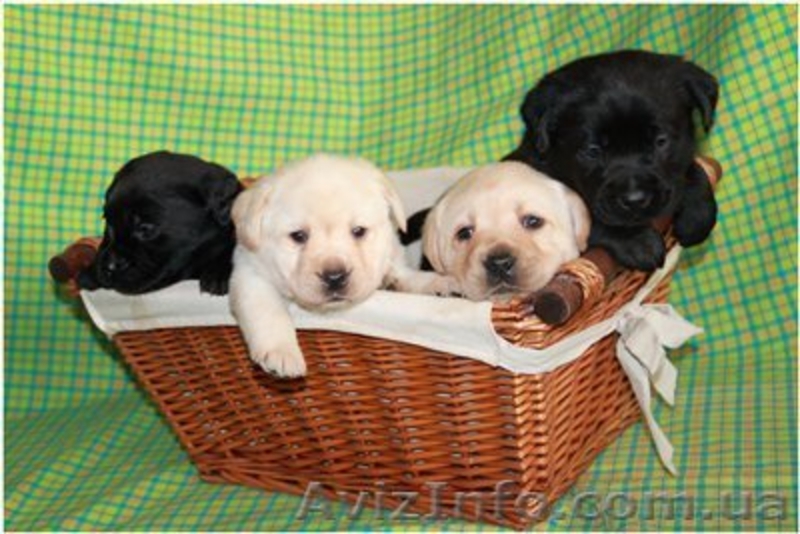 Лабрадор ретривер. Перспективные щенки - <ro>Изображение</ro><ru>Изображение</ru> #1, <ru>Объявление</ru> #543128